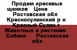 Продам красивых щенков › Цена ­ 6 000 - Ростовская обл., Красносулинский р-н, Красный Сулин г. Животные и растения » Собаки   . Ростовская обл.